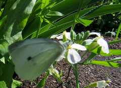 Cabbage butterfly, Pieris brassicae, Kålfjäril