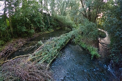 Fallen trees in the Alzette river in Schifflange
