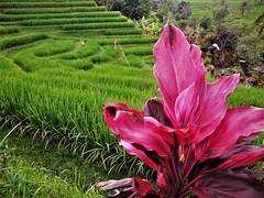 the colours of Bali