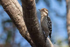 A Brown Capped Pygmy Woodpecker in action
