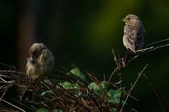 Young Brown-headed Cowbirds 06980