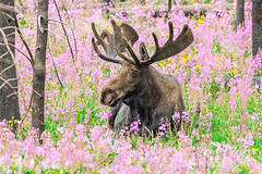 Big bull moose relaxing among the wildflowers