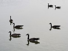 August 1, 2021 - Geese out for a swim in Thornton. (LE Worley)
