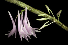 Dendrobium stricticalcarum W.Suarez & Cootes, Austral. Orchid Rev. 73(4): 23 (2008).