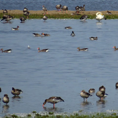 Whooper swan, Cygnus cygnus, Sångsvan (and tons of greylag geese)