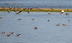 Greylag and Canada geese, and, a Whooper swan, Cygnus cygnus, Sångsvan