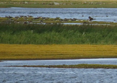 Western marsh harrier, Circus aeruginosus, Brun kärrhök
