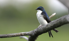 A Resting Tree Swallow