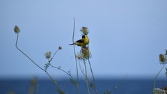American Goldfinch, Magic Hedge, Montrose Point Bird Sanctuary, Chicago