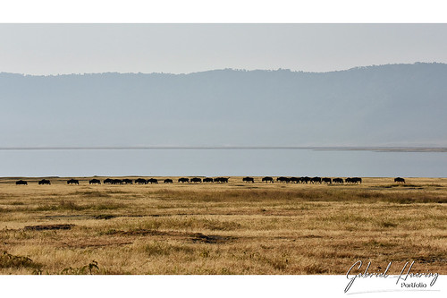 Ngorongoro - Gabriel Haering_003