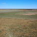Emus grazing | Outback New South Wales, Australia