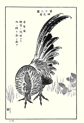 Domestic fowl