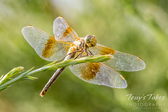 August 15, 2021 - Cool dragonfly in a Thornton backyard. (Tony's Takes)