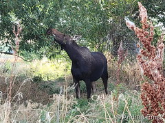 August 12, 2021 - Moose cow along the South Platte River. (Andrea Ernst)
