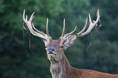 Cerf elaphe - cervus elaphus - red deer