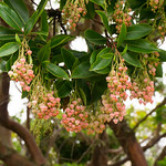 Madrone blossoms
