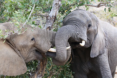 Elephants greeting, Kruger National Park, South Africa