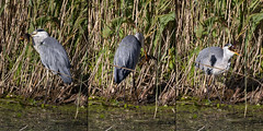 Grey heron with tench