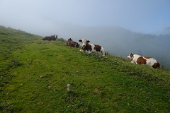 Vaches @ GR de Pays du Massif des Bauges