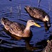 Mottled duck (Anas fulvigula)