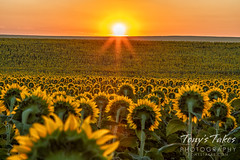 Sunflowers greet the sunrise