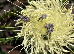 Myossita sp. weevils