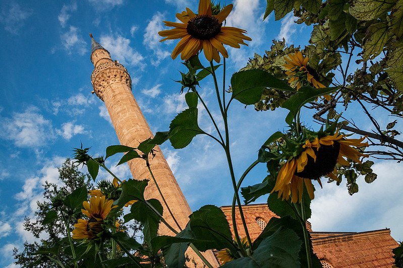Sunflower and mosque<br/>© <a href="https://flickr.com/people/60375235@N00" target="_blank" rel="nofollow">60375235@N00</a> (<a href="https://flickr.com/photo.gne?id=51416119223" target="_blank" rel="nofollow">Flickr</a>)
