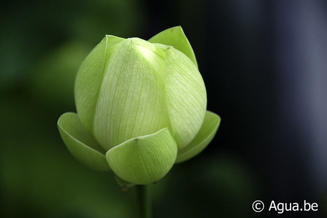 Nelumbo Perry's Giant Sunburst