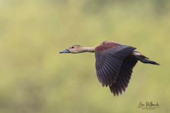 A Lesser Whistling Duck in flight during the evening