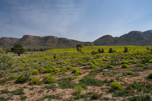 Flinders Ranges view, with spring flowers