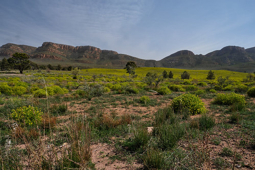 Flinders Ranges view, with spring flowers