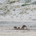 Bribie Island Kangaroos