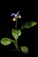 Calanthe conspicua Lindl., Fol. Orchid. 6: 4 (1855)