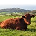 What a gem! A Devon Red Ruby cow on the ridge above Abbotsbury.