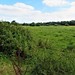 rough grassland near Limbourne Farm