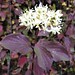 dogwood's spectacular leaves and flowers