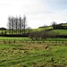 wintry fields near Maiden Newton