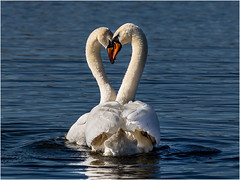 Swans during mating