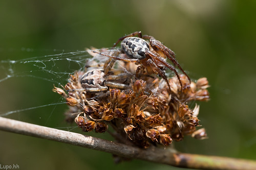 Cannibalism among garden spiders?