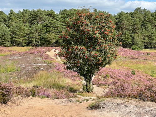 Gifhorner Heide IMG_8740.jpg