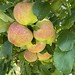 Sissinghurst orchard