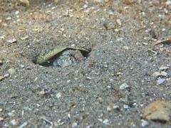 Sand goby Pomatoschistus sp.