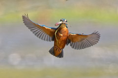 Kingfisher  