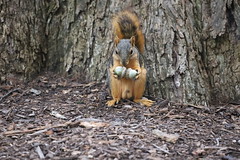 Fox Squirrels in Ann Arbor at the University of Michigan 252/2021 90/P365Year14 4838/P365all-time (September 9, 2021)