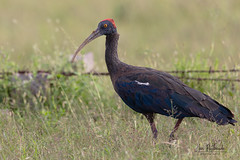 A Red Naped Ibis in Good Light