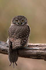 Varpuspöllö - Eurasian pygmy owl