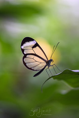 Glasswinged butterfly explored