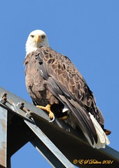 September 5, 2021 - Regal bald eagle in Thornton. (Ed Dalton)