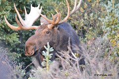 September 11, 2021 - A big moose bull in the high country. (Ed Dalton)