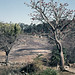 ZW Salisbury-Harare area Great Zimbabwe ruins - 1965 (W65-A74-07)